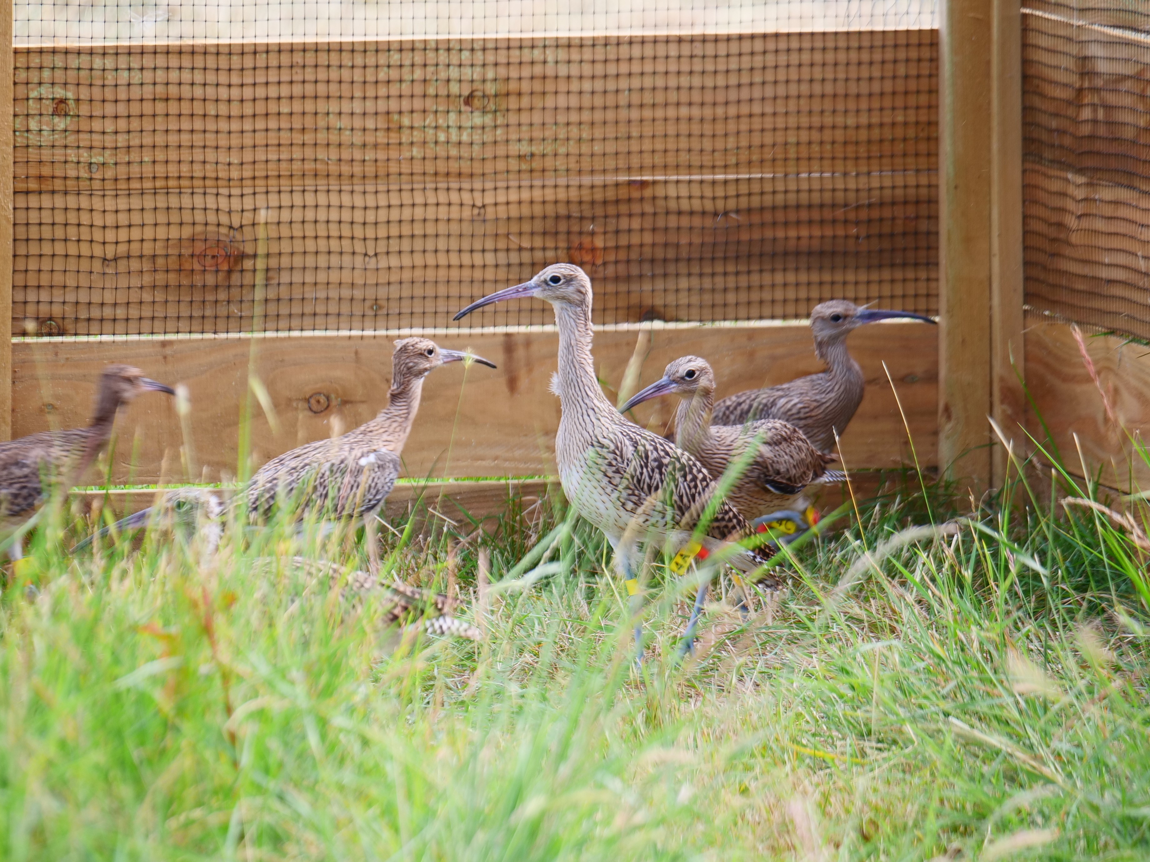 Eurasian Curlews