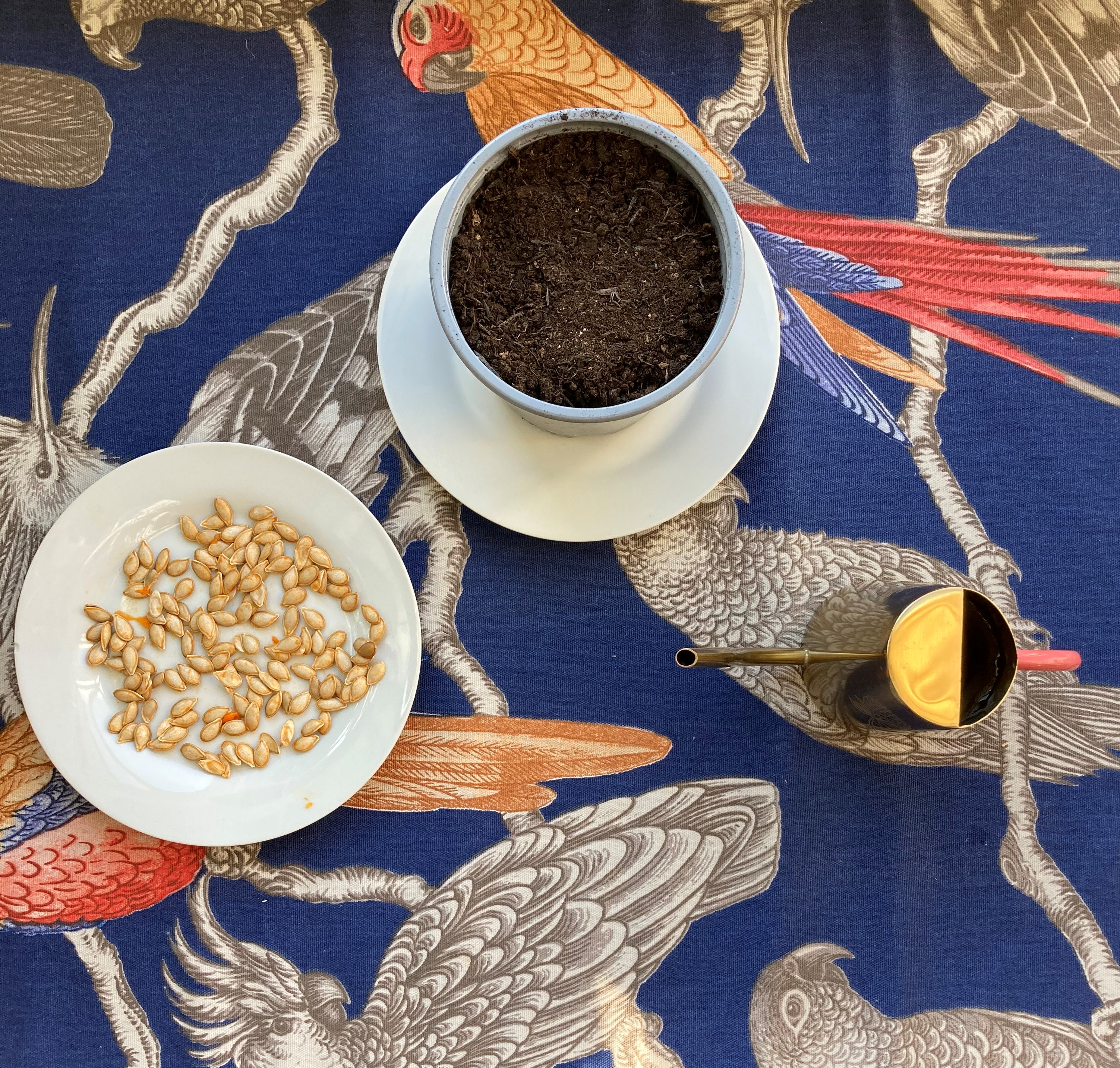 Butternut squash seeds