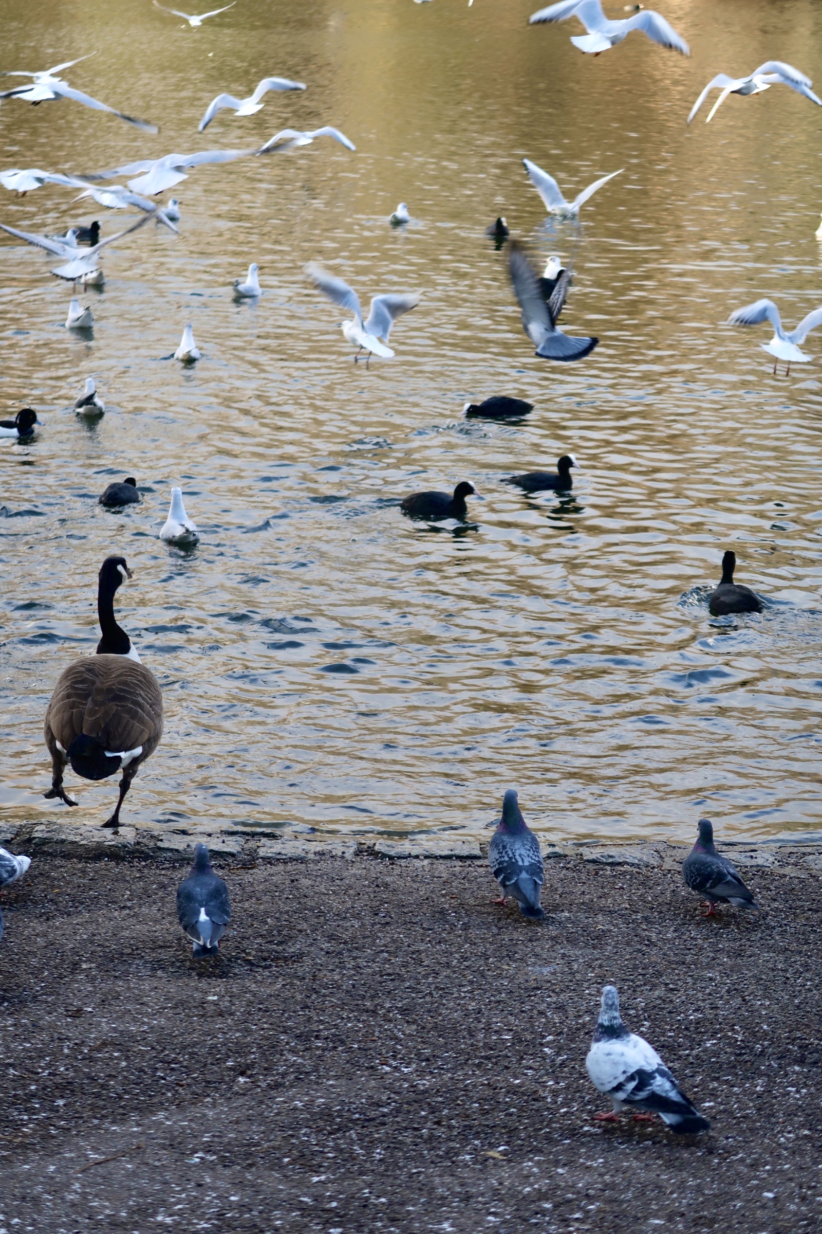 How many birds can you spot?