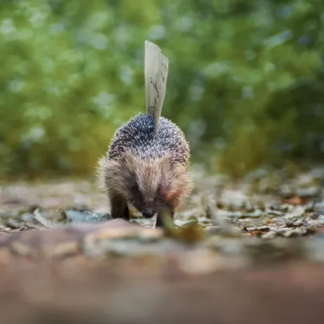 A special delivery for David Attenborough