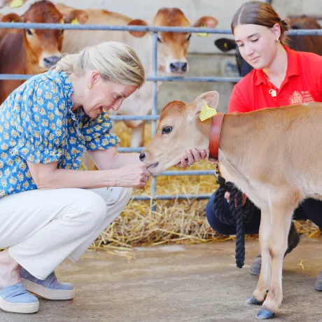 The Duchess of Edinburgh interacts with Jersey calf