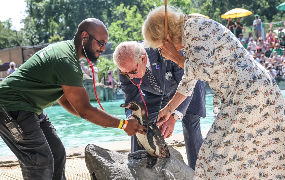 The King and Queen perform a health check on a Humboldt penguin
