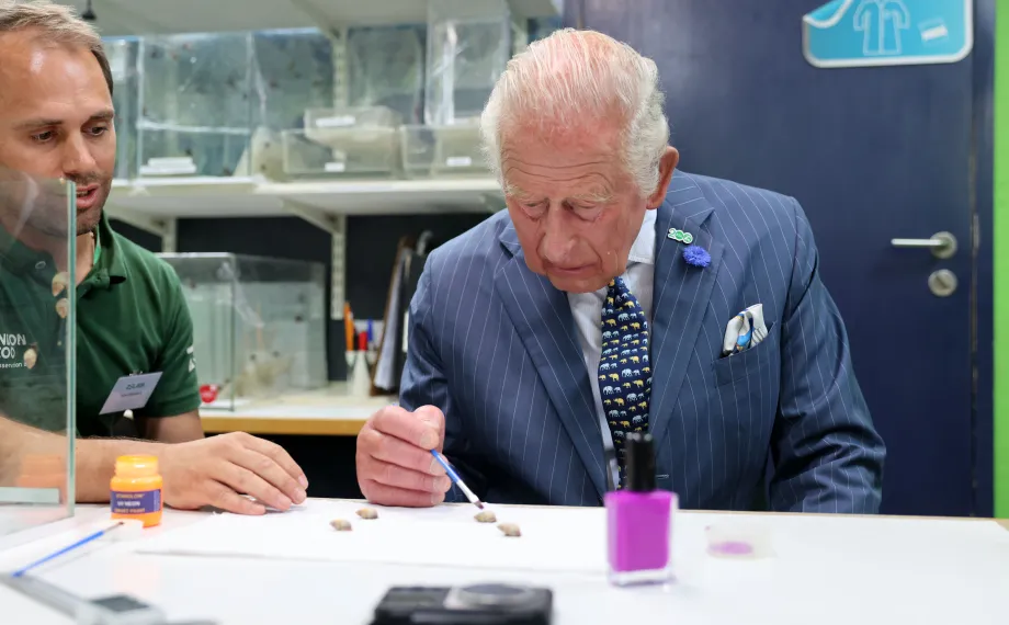 The King paints a partula snail