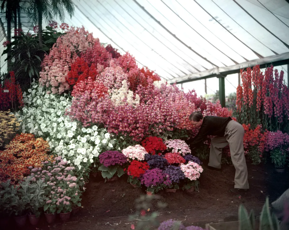 The Chelsea Flower Show