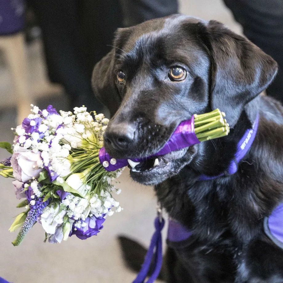 Dog with a posy