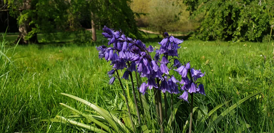 Bluebells in the gardens at Buckingham Palace