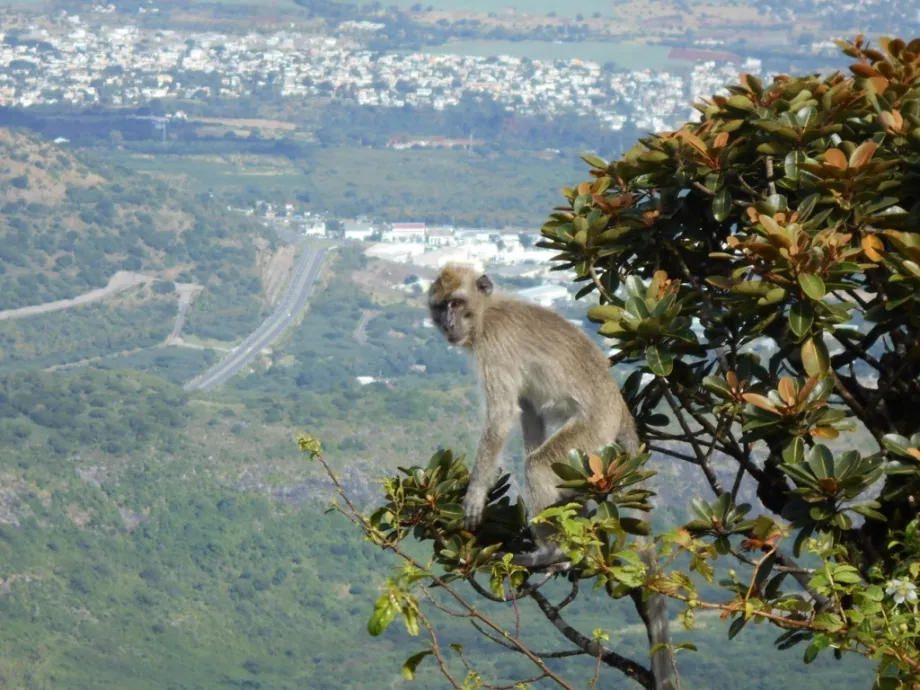 Mauritius