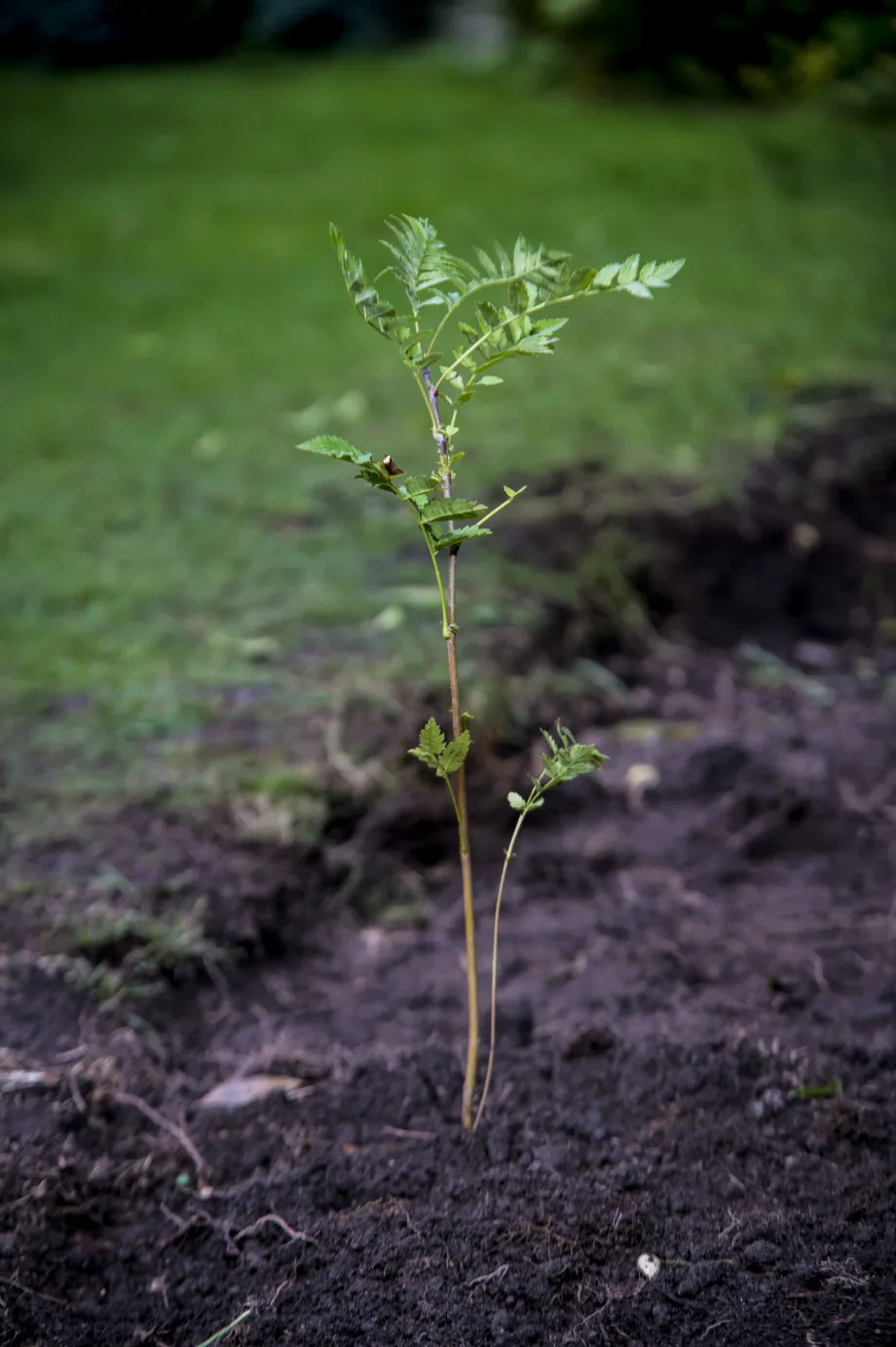 A Rowan Sapling