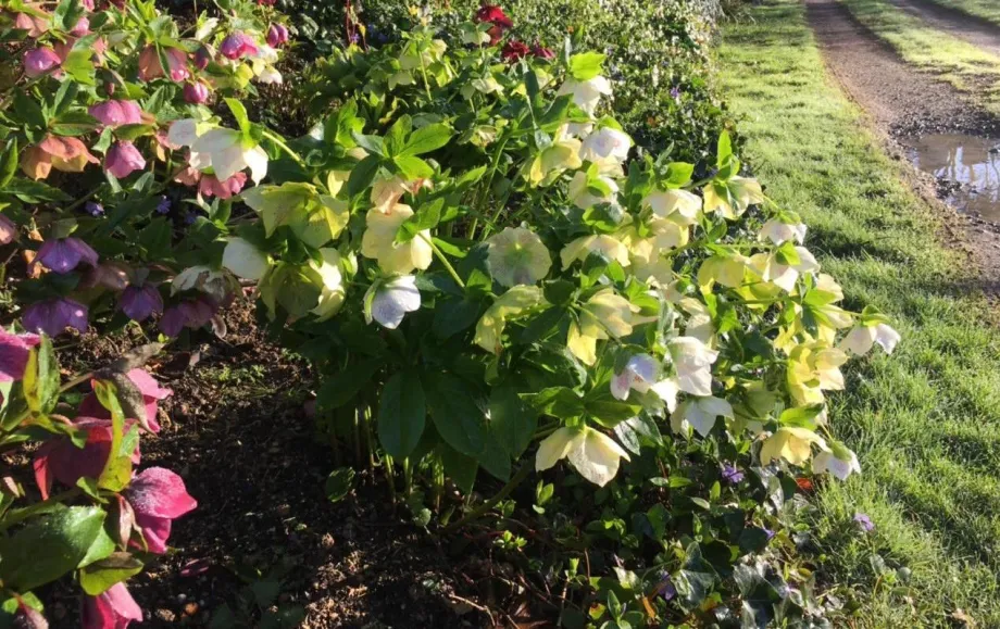 The Princess Royal's hellebores