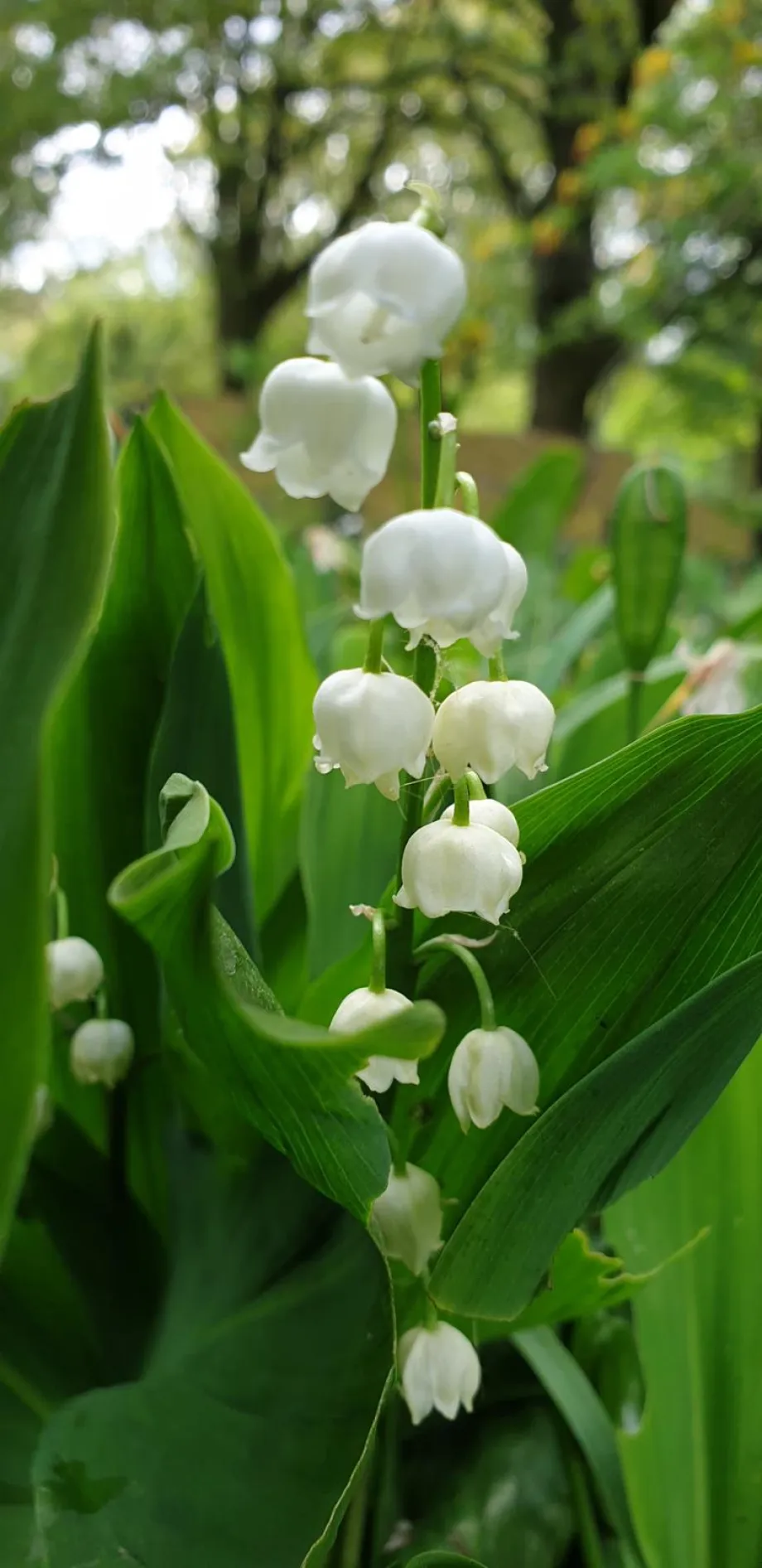Lily of the valley