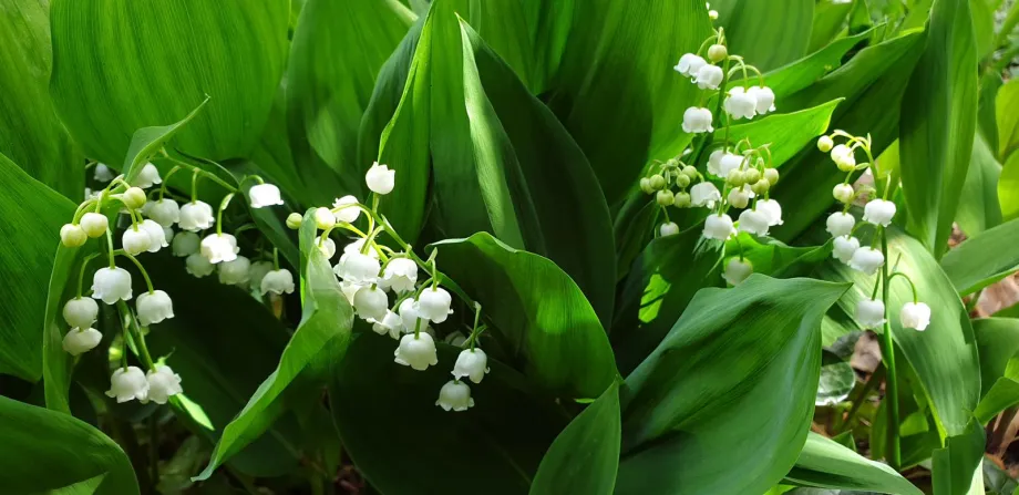 Lily of the valley