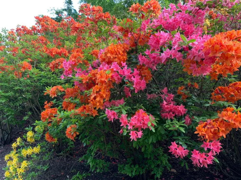 Azaeleas captured by The Countess of Wessex