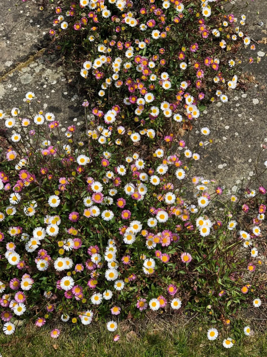Daisies 