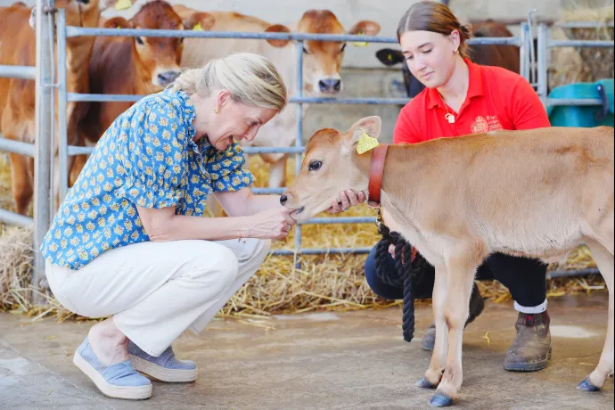 The Duchess of Edinburgh interacts with Jersey calf