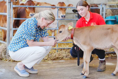 The Duchess of Edinburgh interacts with Jersey calf
